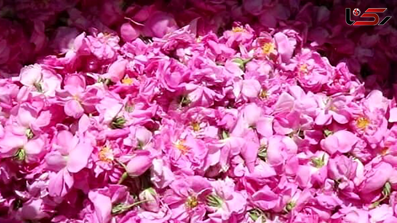 کاشت و برداشت گل‌های محمدی در یزد + فیلم 