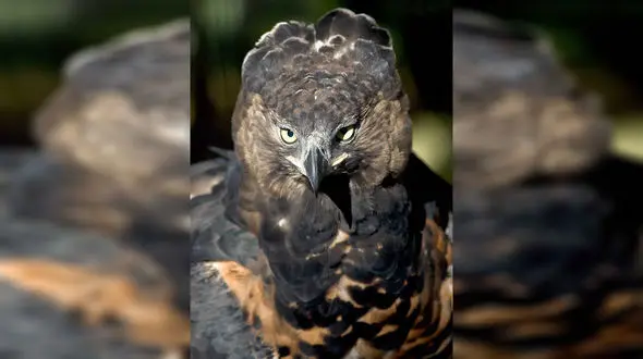 تنها پرنده‌ای که انسان را شکار می‌کند! +عکس