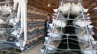 تولید روزانه ۱۳۵تن گوشت مرغ در استان مرکزی