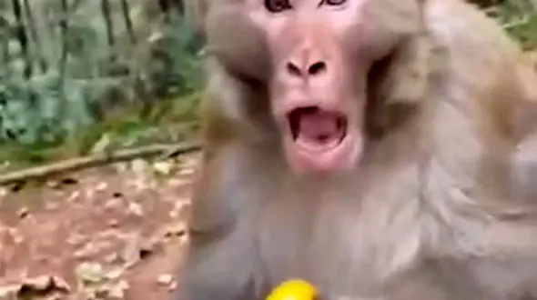 از میمون های عصبی تا تلاش سنجاب برای بالا رفتن از شاخه