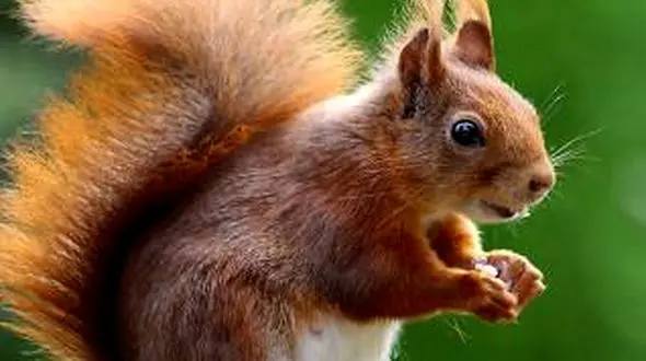 از رنگدانه‌های پوست ماهی مرکب تا شکار مار توسط سنجاب