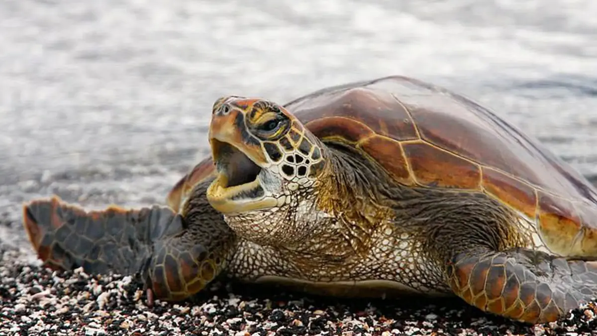 ویدیویی کم‌سابقه از حیات‌وحش؛ شکار بچه لاک‌پشت توسط خرچنگ