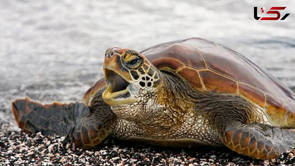 ویدیویی کم‌سابقه از حیات‌وحش؛ شکار بچه لاک‌پشت توسط خرچنگ + فیلم