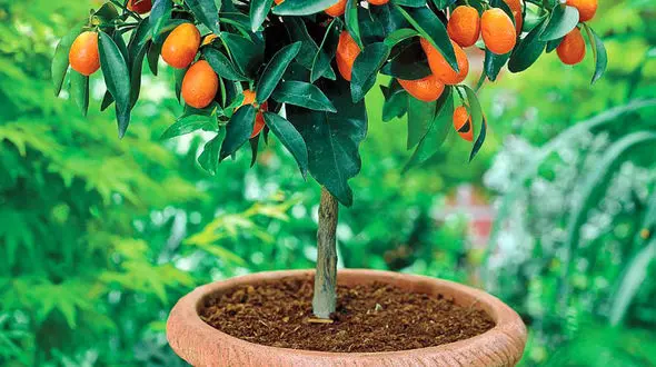 ببینید / پرورش پرتقال در گلدان + فیلم