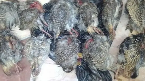صیاد پرندگان شکاری در شهرستان جاسک بازداشت شد