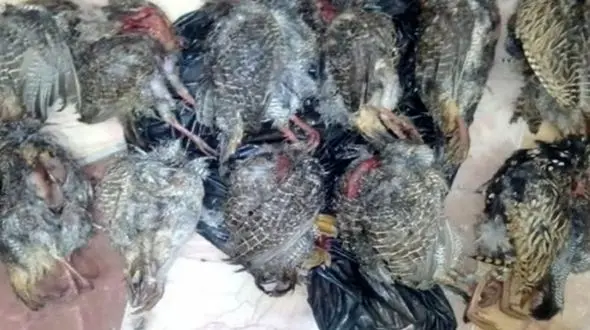 صیاد پرندگان شکاری در شهرستان جاسک بازداشت شد