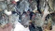 صیاد پرندگان شکاری در شهرستان جاسک بازداشت شد