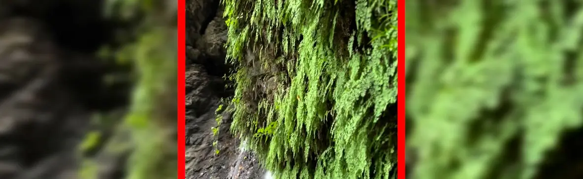 فیلم آبشار دودوزن / جواهری طبیعی در گیلان