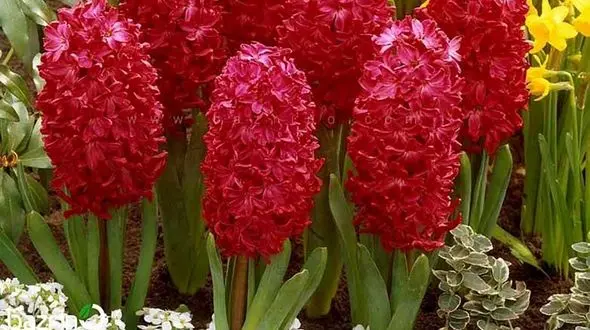 قیمت گل و سبزه شب عید اعلام شد / دلیل گرانی سنبل چیست ؟