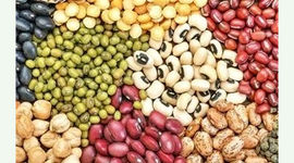 قیمت حبوبات پایان مرداد کاهشی می شود