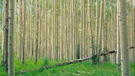 اجرای طرح زراعت چوب در 2800 هکتار از اراضی زراعی گلستان