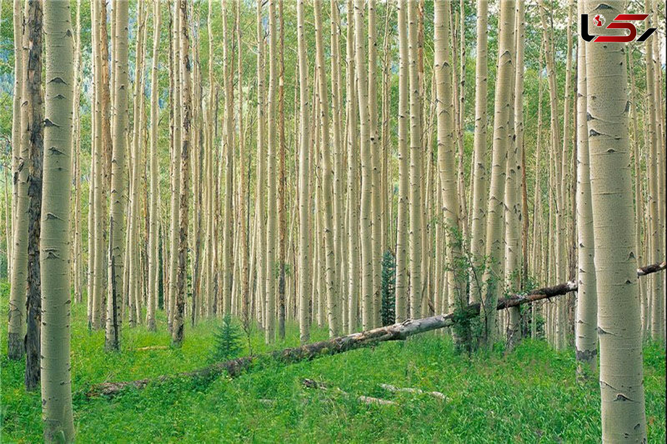 اجرای طرح زراعت چوب در 2800 هکتار از اراضی زراعی گلستان