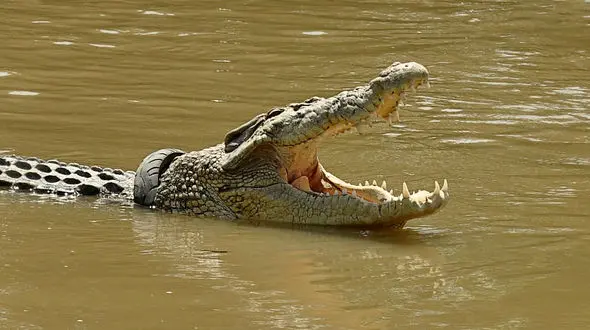 این تمساح بیچاره 3 سال است که در لاستیک موتورسیکلت اسیر است ! + تصاویر 