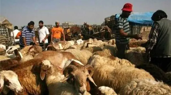 کامیون های حامل دام قاچاق در ایلام توقیف شد