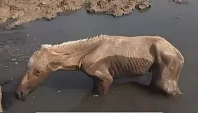 فیلم شگفت انگیز از نجات کره اسب توسط مرد مشهدی جلوی چشم مادرش 