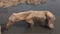 فیلم شگفت انگیز از نجات کره اسب توسط مرد مشهدی جلوی چشم مادرش 