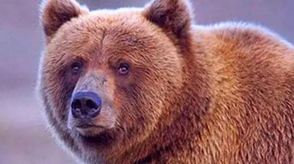 درگیری خونین یک خرس با چوپان بویراحمدی 