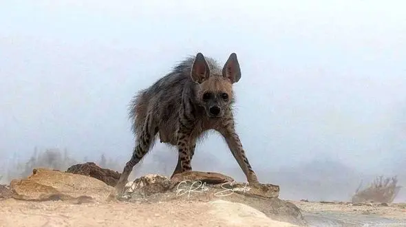 کفتار راه‌ راه ایرانی / عکس از عرفان سامان‌ فر