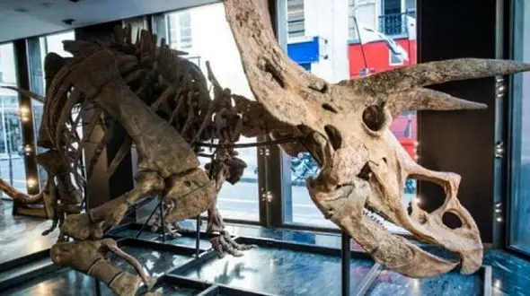 فروش فسیل 66 میلیون ساله دایناسور + عکس