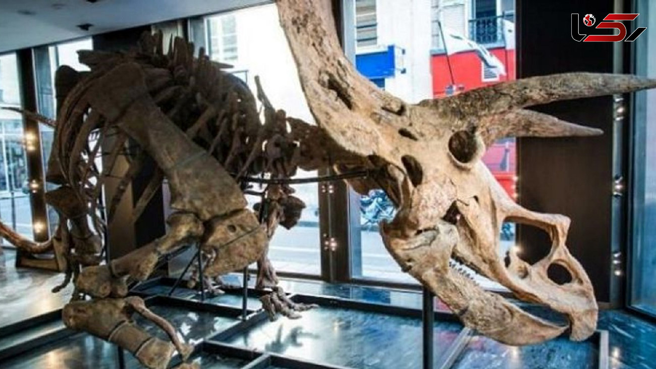 فروش فسیل 66 میلیون ساله دایناسور + عکس