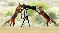 روباه های عکاس را ببینید + عکس