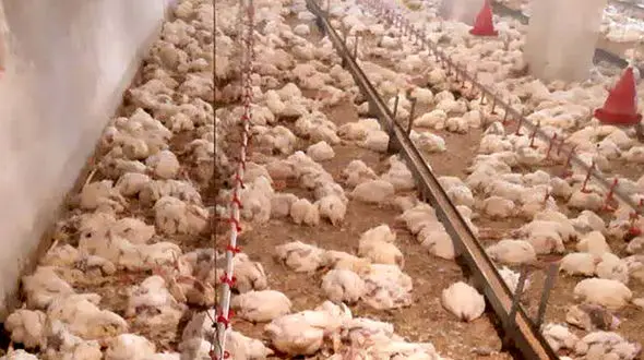 قطعی برق جان 4500 مرغ را گرفت / در تایباد رخ داد