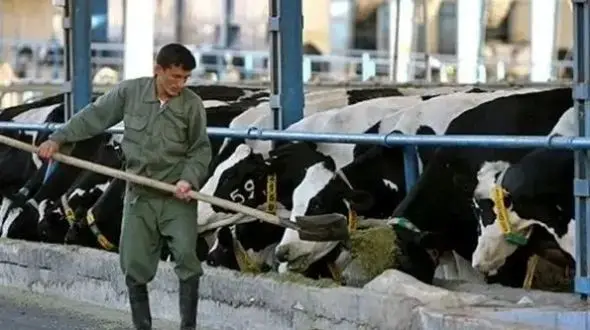 مرگ دلخراش کارگر دامداری بر اثر برق گرفتگی