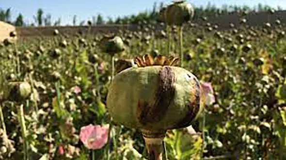 افرایش کشت تریاک در افغانستان 