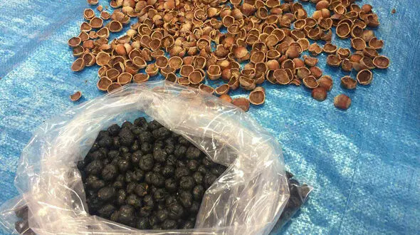 کشف تریاک از داخل فندق توسط مأموران گمرک+عکس 