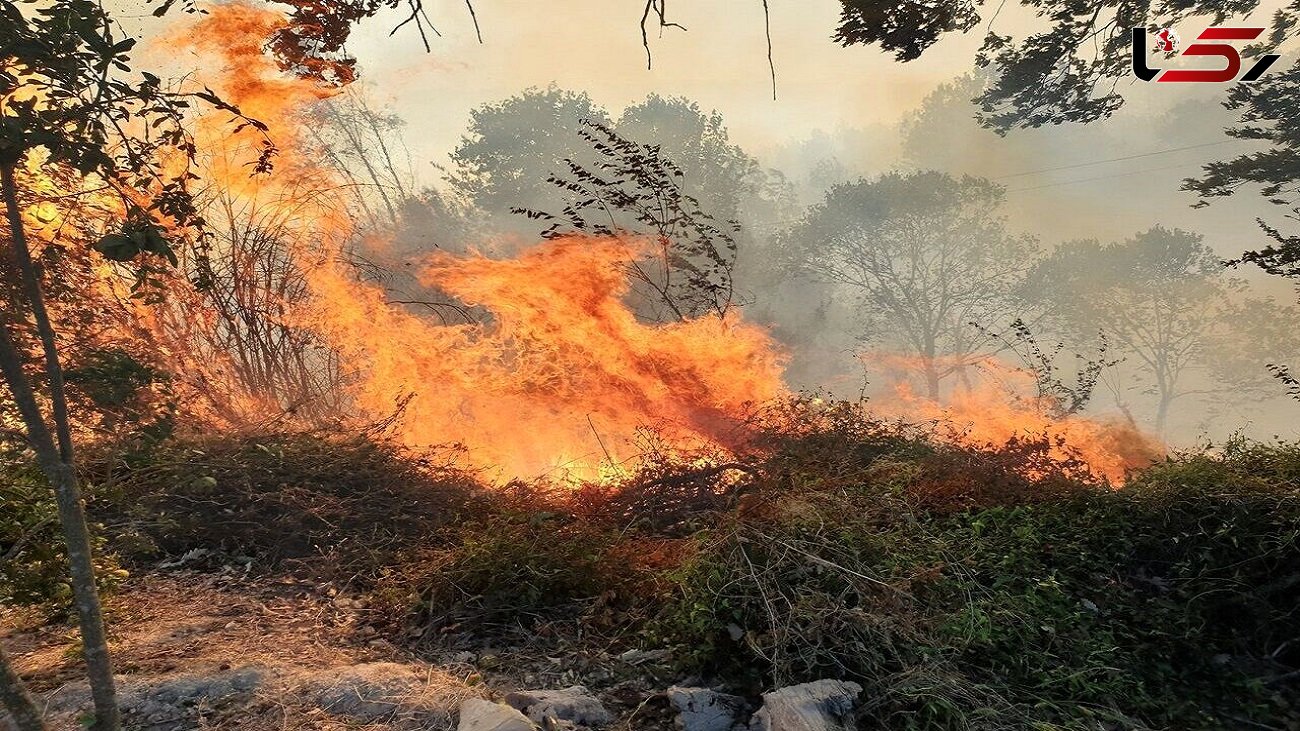 لطفی: 140 هکتار از جنگل های جهان نما سوخت / بالگرد خراب بود، فقط سه سبد آب ریخت! / + فیلم