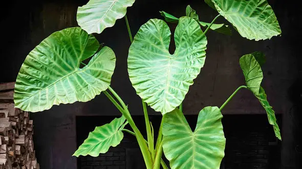 تاثیر گیاه باباآدم بر قد و رشد شما