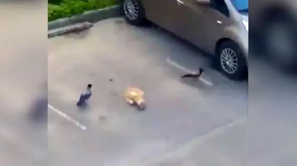 کلاغ های شکمو گربه را گول زدند + فیلم 