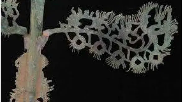 کشف درخت پول در حفاری‌های باستان‌ شناسی