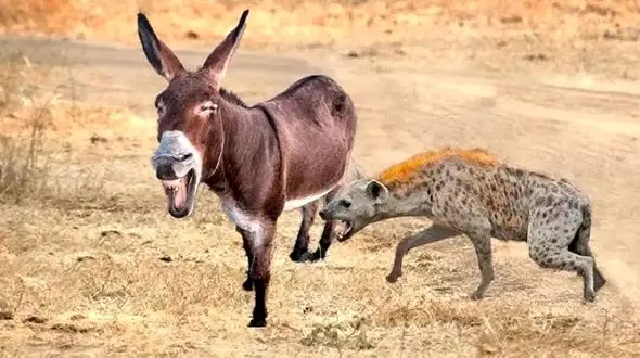 مستند دیدنی حیات وحش: خر و کفتار از زاویه ای جدید / فیلم
