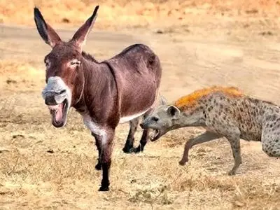 مستند دیدنی حیات وحش: خر و کفتار از زاویه ای جدید / فیلم