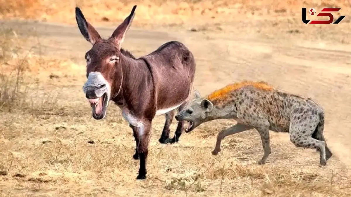 مستند دیدنی حیات وحش: خر و کفتار از زاویه ای جدید / فیلم