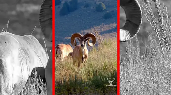 فیلم شکوه قوچ اوریال در پارک ملی تندوره