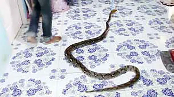 پنهان شدن مار 3 متری پیتون زیر تخت خواب