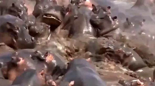 ببینید / مبارزه اسب آبی با کروکودیل به کجا ختم می شود؟ + فیلم