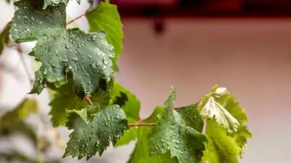 چگونه با برگ انگور معده‌ درد را درمان کنیم؟