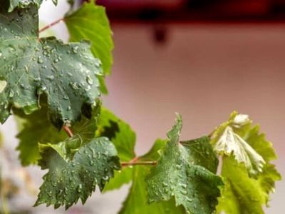 چگونه با برگ انگور معده‌ درد را درمان کنیم؟