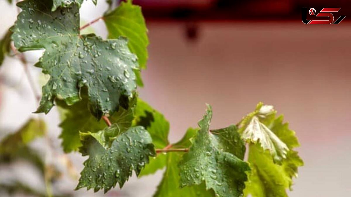  چگونه با برگ انگور معده‌ درد را درمان کنیم؟ 