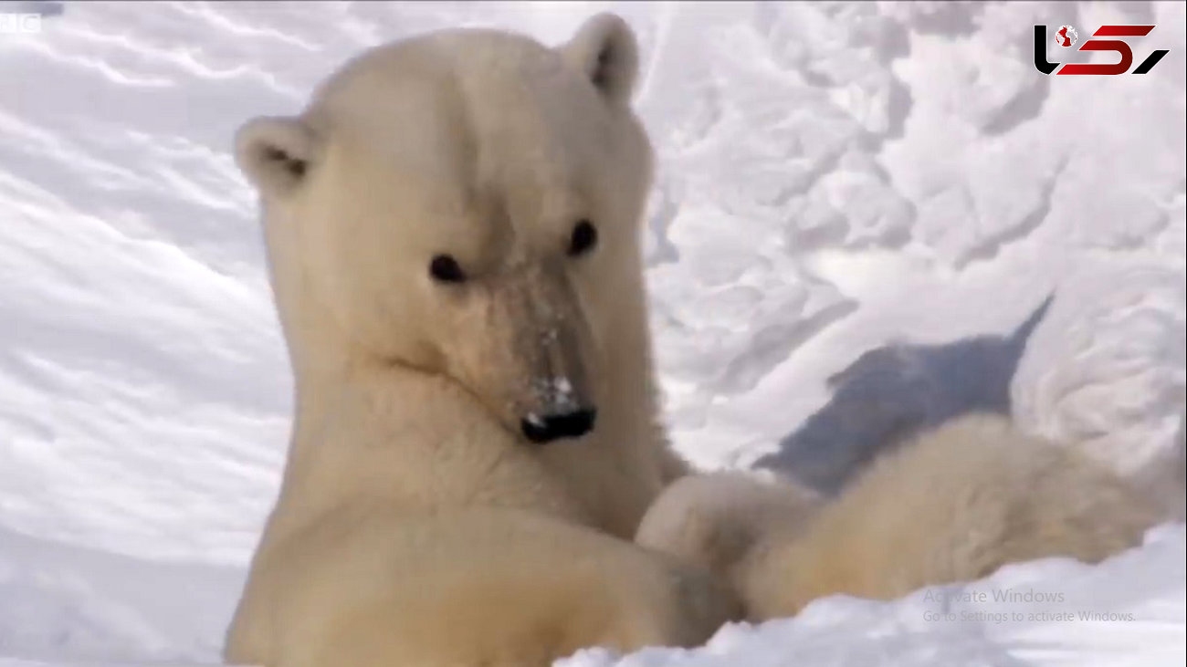 بازی خرس قطبی با فرزندانش + فیلم
