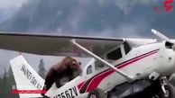خرس گرسنه به یک هواپیمای تفریحی حمله کرد +فیلم