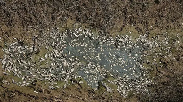 تصاویر تلخ از تلف شدن هزاران ماهی در مناطق سیل‌زده خوزستان 