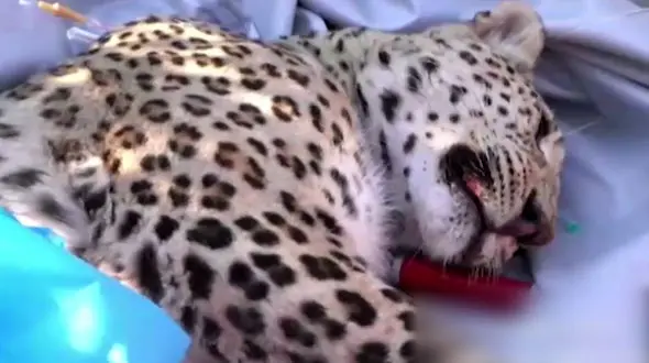 پای پلنگ ایرانی که 2 عراقی را دریده بود قطع شد + فیلم و عکس