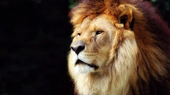 شکارچیان غیرقانونی خوراک شیرها شدند! 