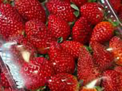 مهم‌ ترین فواید توت فرنگی / پاسخ به سوالات کاربران 