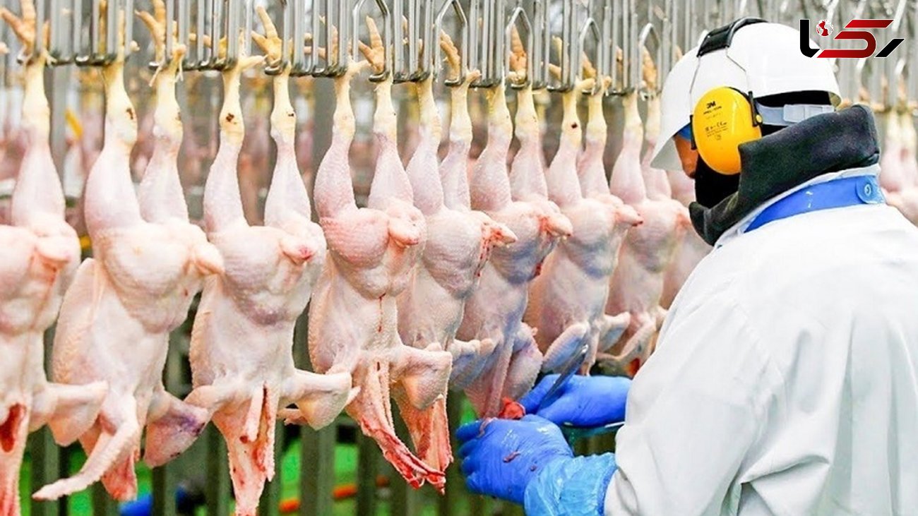 فیلم/ کارخانه فرآوری مرغ گوشتی با تکنولوژی پیشرفته؛ از پرورش تا بسته بندی 