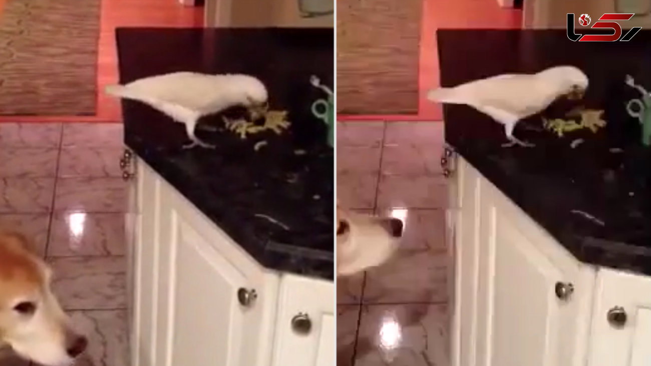 رفتار شگفتی انگیز طوطی زیبا با یک سگ !+ویدئو